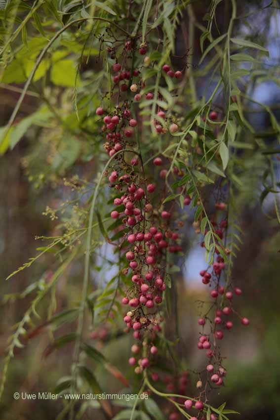 Peruanische Pfefferbaum (Schinus molle)