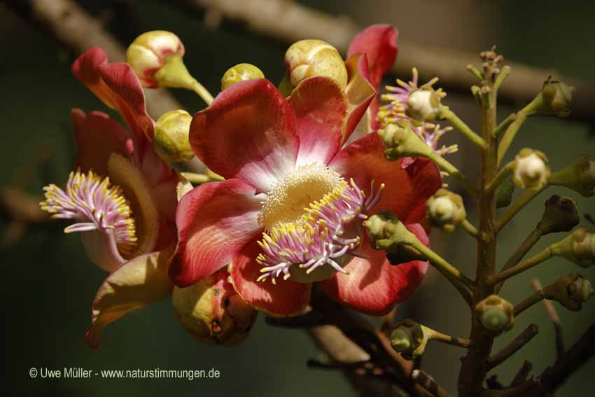 Kanonenkugelbaum (Couroupita guianensis)