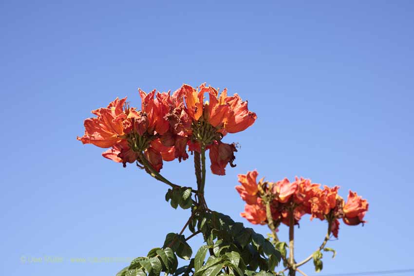 Afrikanische Tulpenbaum (Spathodea campanulata)