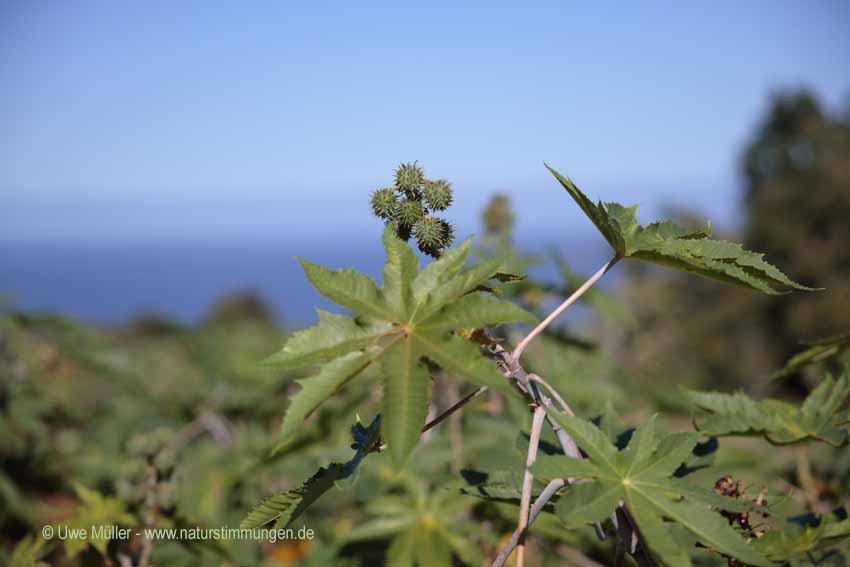 Wunderbaum (Ricinus communis)