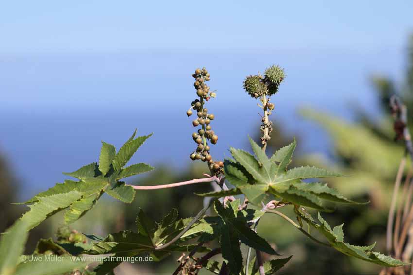 Wunderbaum (Ricinus communis)