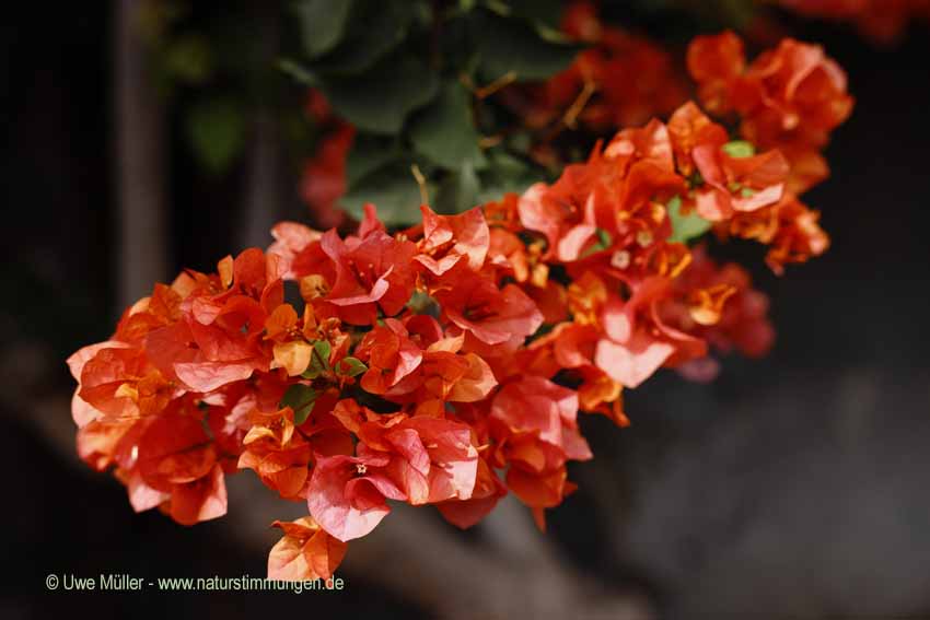 Kahle Drillingsblume (Bougainvillea glabra)