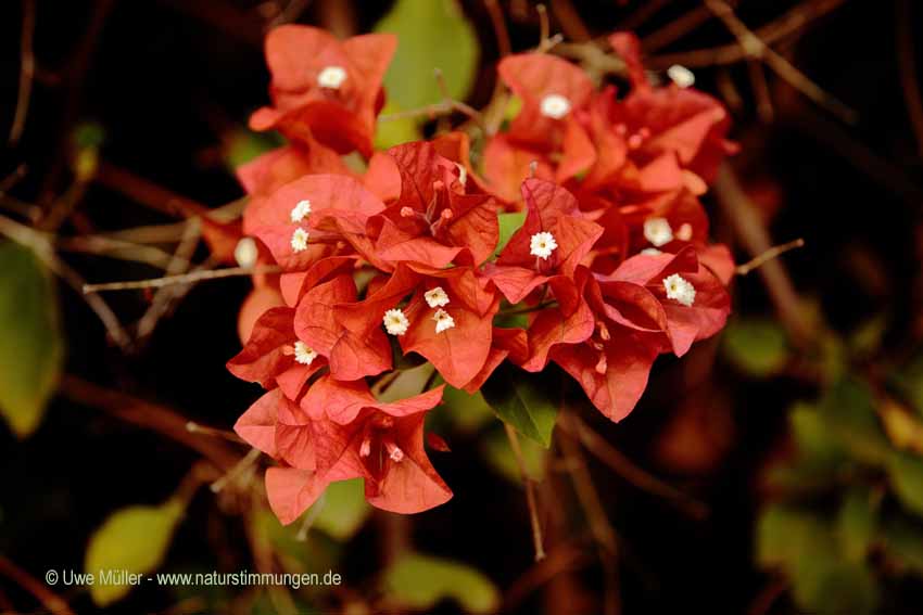 Kahle Drillingsblume (Bougainvillea glabra)