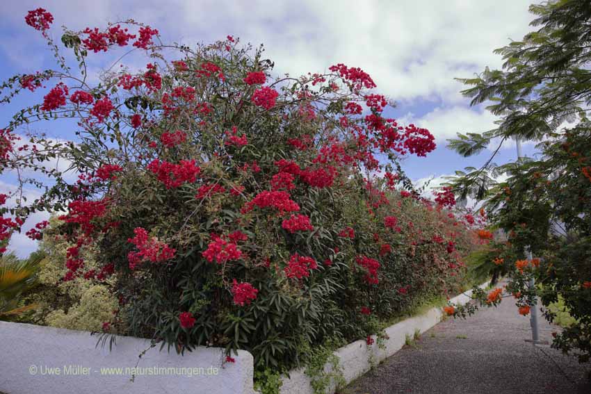 Kahle Drillingsblume (Bougainvillea glabra)