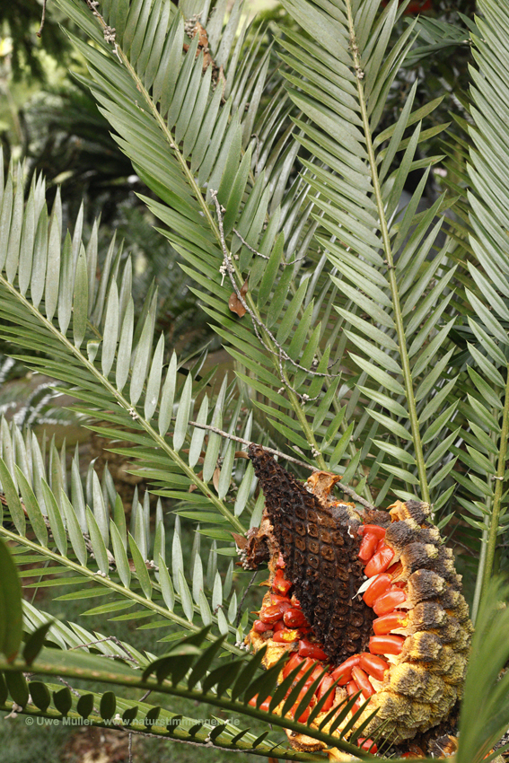 Encephalartos villosus