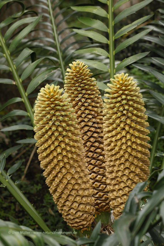 Modjadjis Palme (Encephalartos transvenosus)