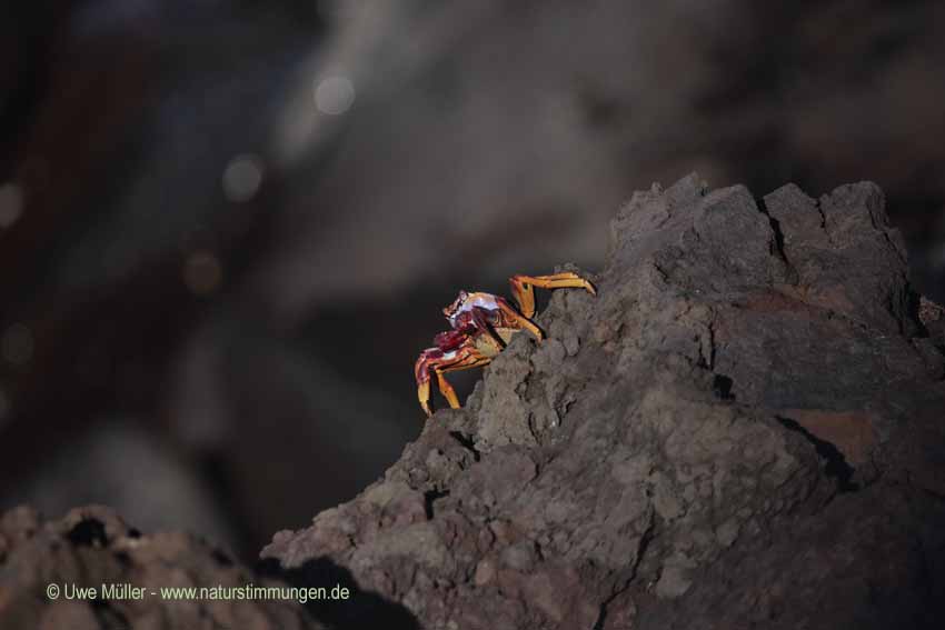 Grapsus adscensionis (Grapsus adscensionis)