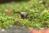 Bockkäfer (Cerambycidae)