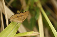 Pfauen-Stiefmütterchen (Junonia almana)