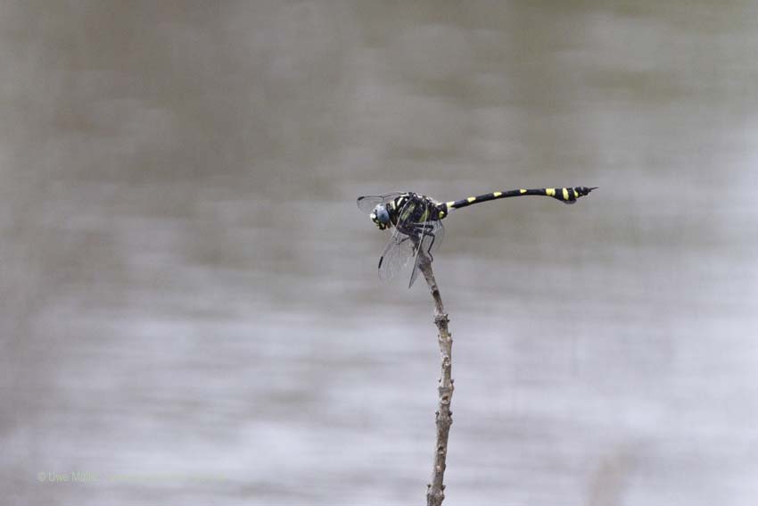 Ictinogomphus rapax (Ictinogomphus rapax)