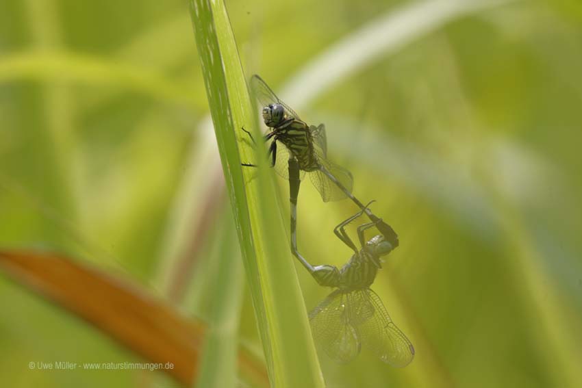 Ictinogomphus rapax (Ictinogomphus rapax)