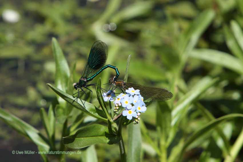 Blauflügel-Prachtlibelle (Calopteryx virgo)