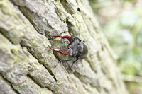 Hirschkäfer (Lucanus cervus)