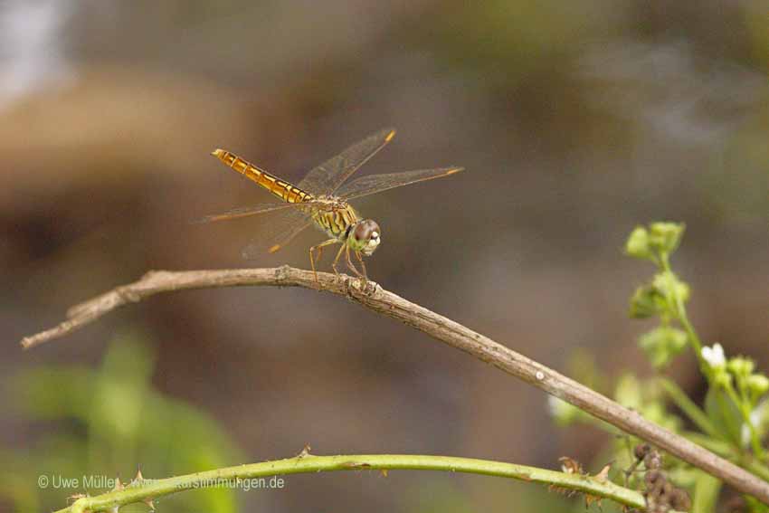 Brachythemis contaminata (Brachythemis contaminata)