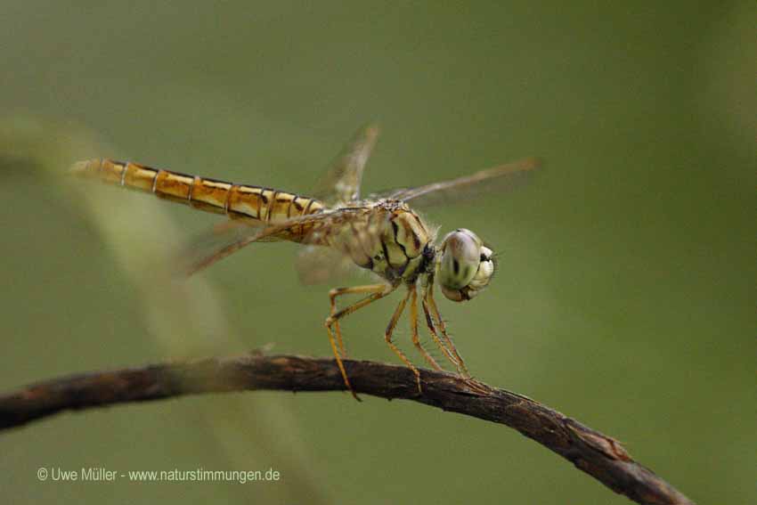 Brachythemis contaminata (Brachythemis contaminata)