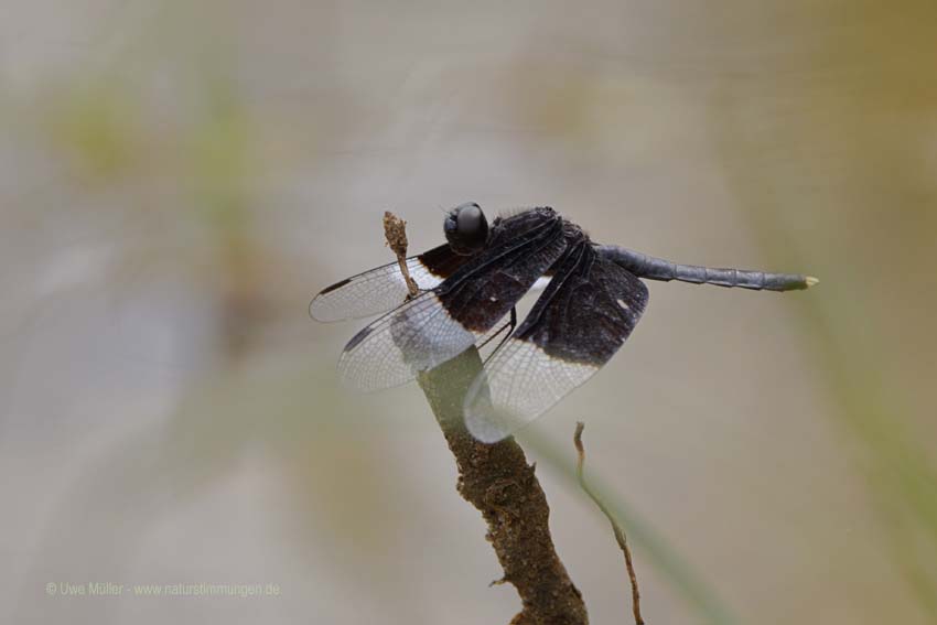 Neurothemis tullia (Neurothemis tullia