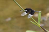 Neurothemis tullia (Neurothemis tullia)