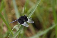 Neurothemis tullia (Neurothemis tullia)