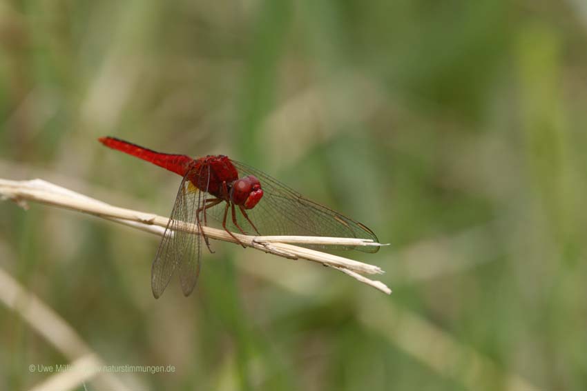 Orient-Feuerlibelle (Crocothemis servilia)