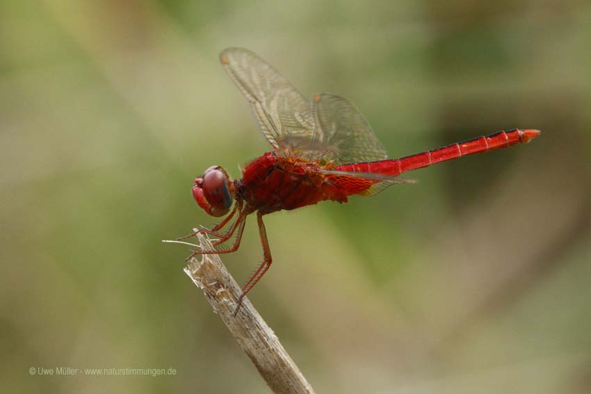 Orient-Feuerlibelle (Crocothemis servilia)