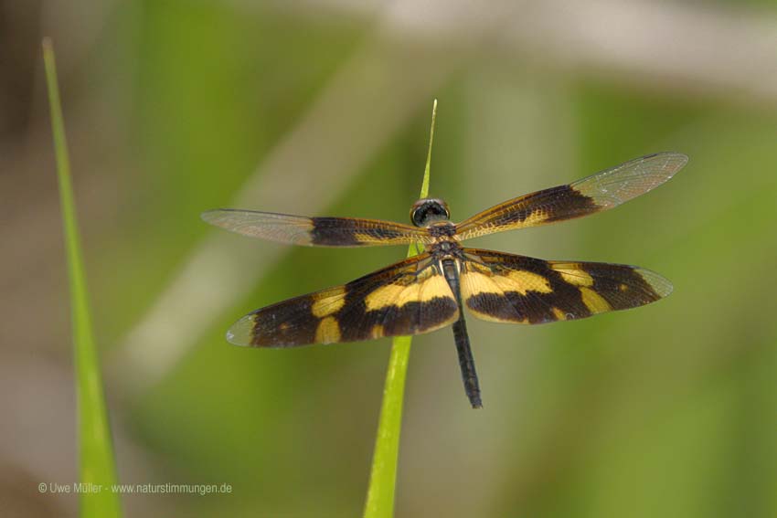 Rhyothemis variegata (Rhyothemis variegata)