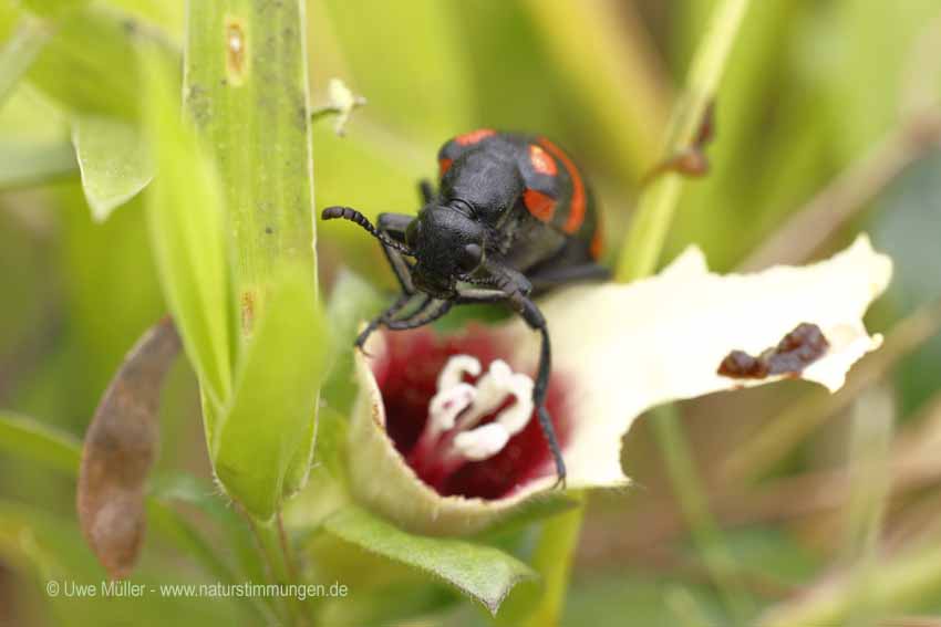 Unbestimmte Insekten