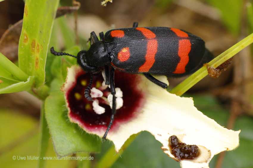 Unbestimmte Insekten