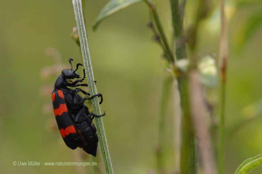 Unbestimmte Insekten