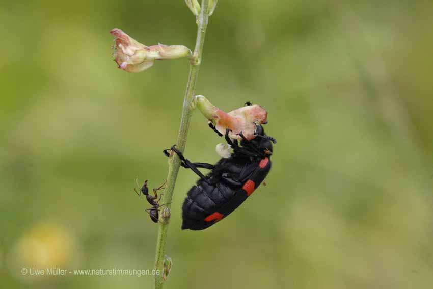 Unbestimmte Insekten