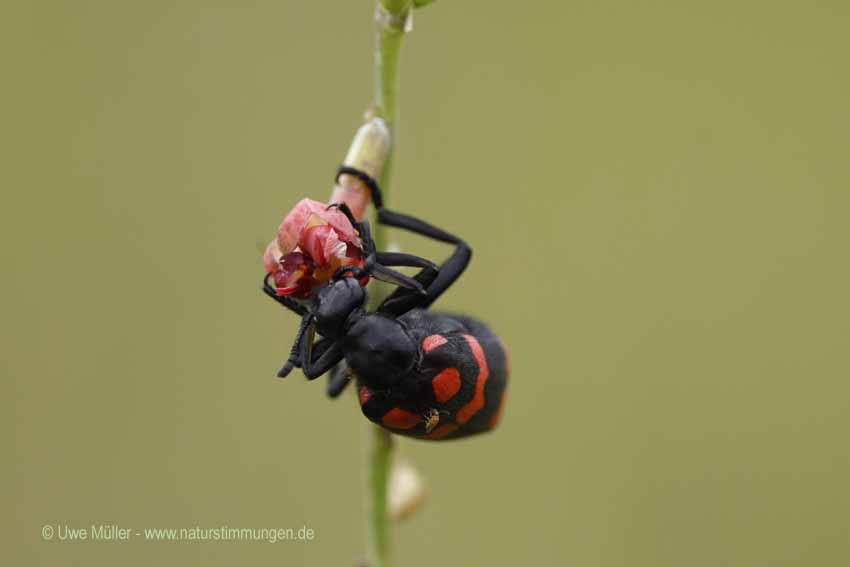 Unbestimmte Insekten