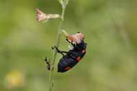 Unbestimmte Insekten