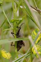 Insekten (Insecta) die ich nicht bestimmen konnte