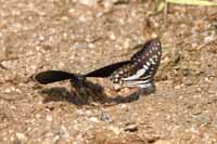 Unbestimmte Insekten