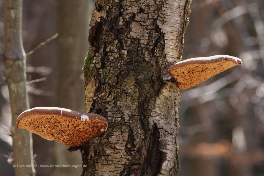 Birkenporling, auch Birkenschwamm, Birken-Hautporling, Ötzipilz (Fomitopsis betulina)