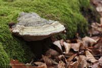 Fichtenporling (Fomitopsis pinicola)