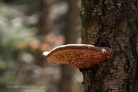 Birkenporling, auch Birkenschwamm, Birken-Hautporling, Ötzipilz (Fomitopsis betulina)