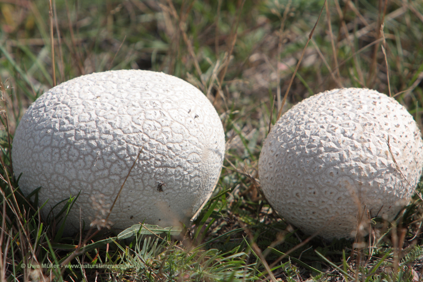 Hasen-Stäubling, auch Hasenbovist oder Getäfelter Großstäubling (Lycoperdon utriforme)