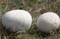 Champignonverwandten, auch Egerlingsverwandten (Agaricaceae)