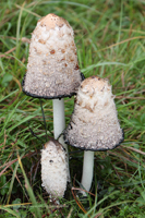 Schopftintling, auch Spargelpilz, Porzellantintling, Tintenpilz (Coprinus comatus)