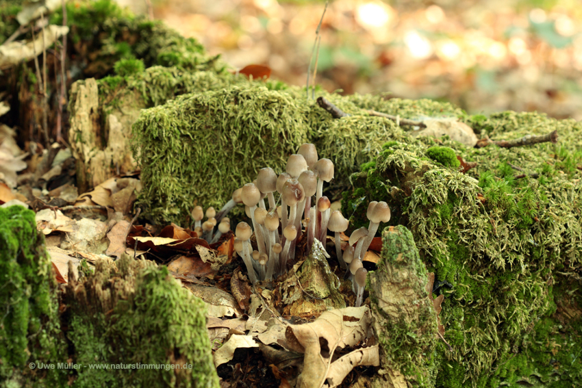 Gemeiner Glimmertintling (Coprinus micaceus)