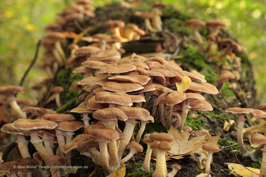 Gemeiner Hallimasch, Goldgelbe Hallimasch oder Stuppling (Armillaria mellea)