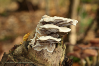 Agaricomycetes bzw. Pilze die ich nicht bestimmen konnte