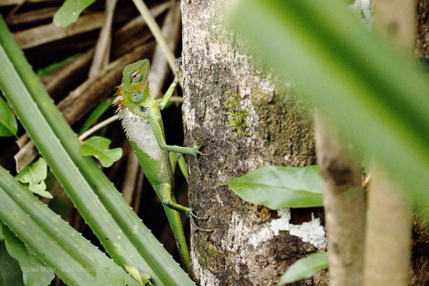 Sägerückenagame (Calotes calotes)