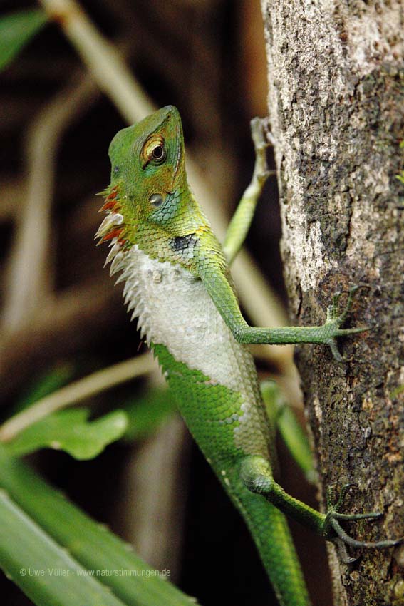 Sägerückenagame (Calotes calotes)