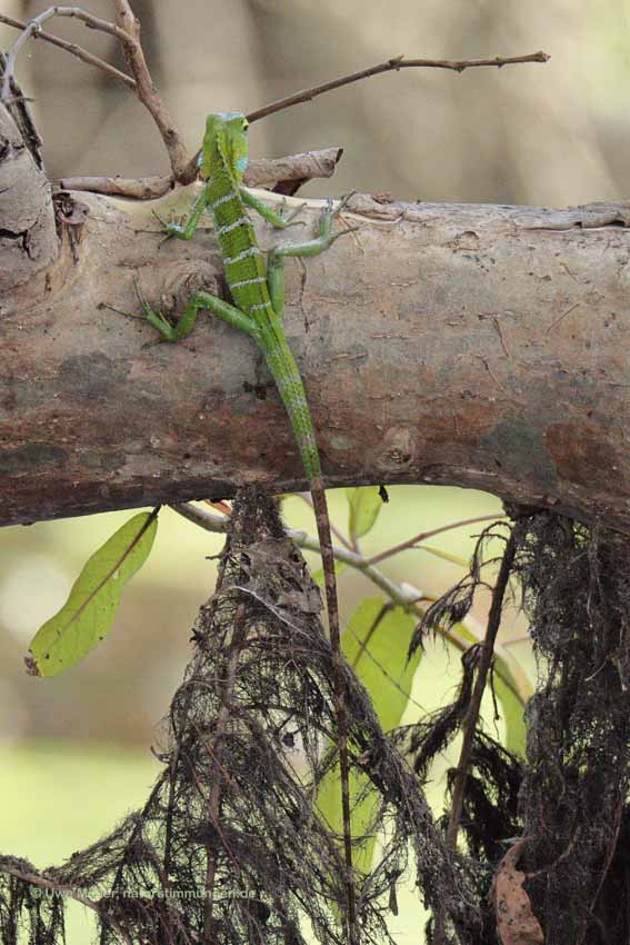 Sägerückenagame (Calotes calotes)