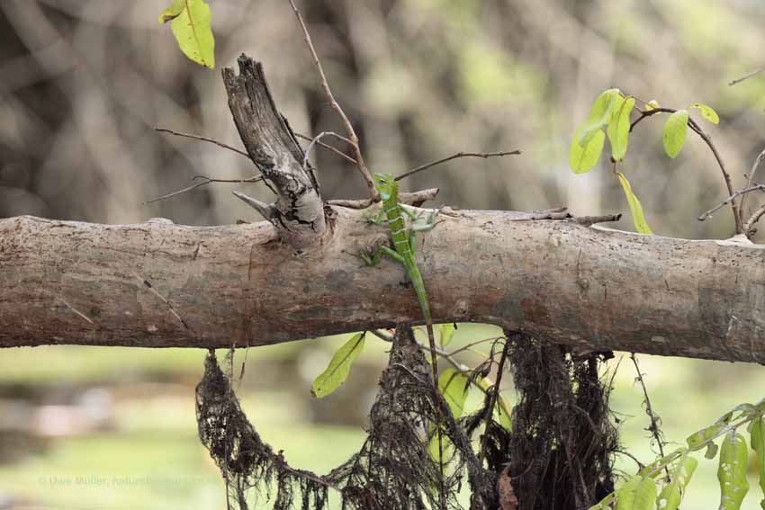 Sägerückenagame (Calotes calotes)