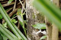 Sägerückenagame (Calotes calotes)