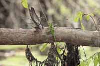 Sägerückenagame (Calotes calotes)