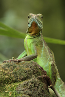 Grüne Wasseragame (Physignathus cocincinus)