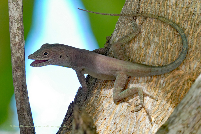 Jamaika-Anolis (Anolis garmani)